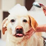 Jobs and Careers at Fresh Paws Grooming Qatar
